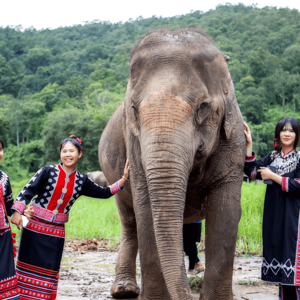 Connect with Elephants : Half-Day Care Experience Chiangmai 1