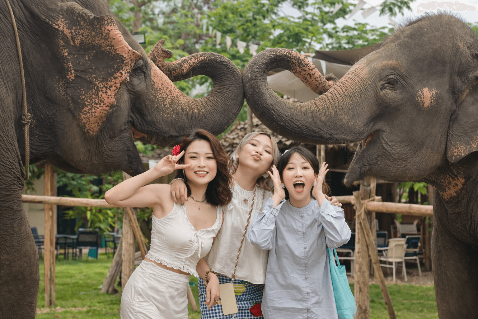 Elephant Café & Sticky Waterfall Half-Day Experience (Join Tour)
