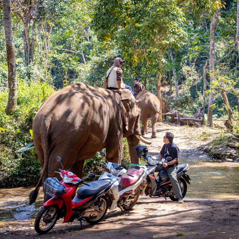 Scooter Adventure Elephants 1