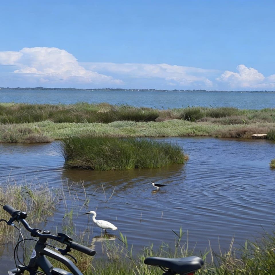 Montpellier: Guided tour of the Petite Camargue / Camin de Fe by electric bike 1