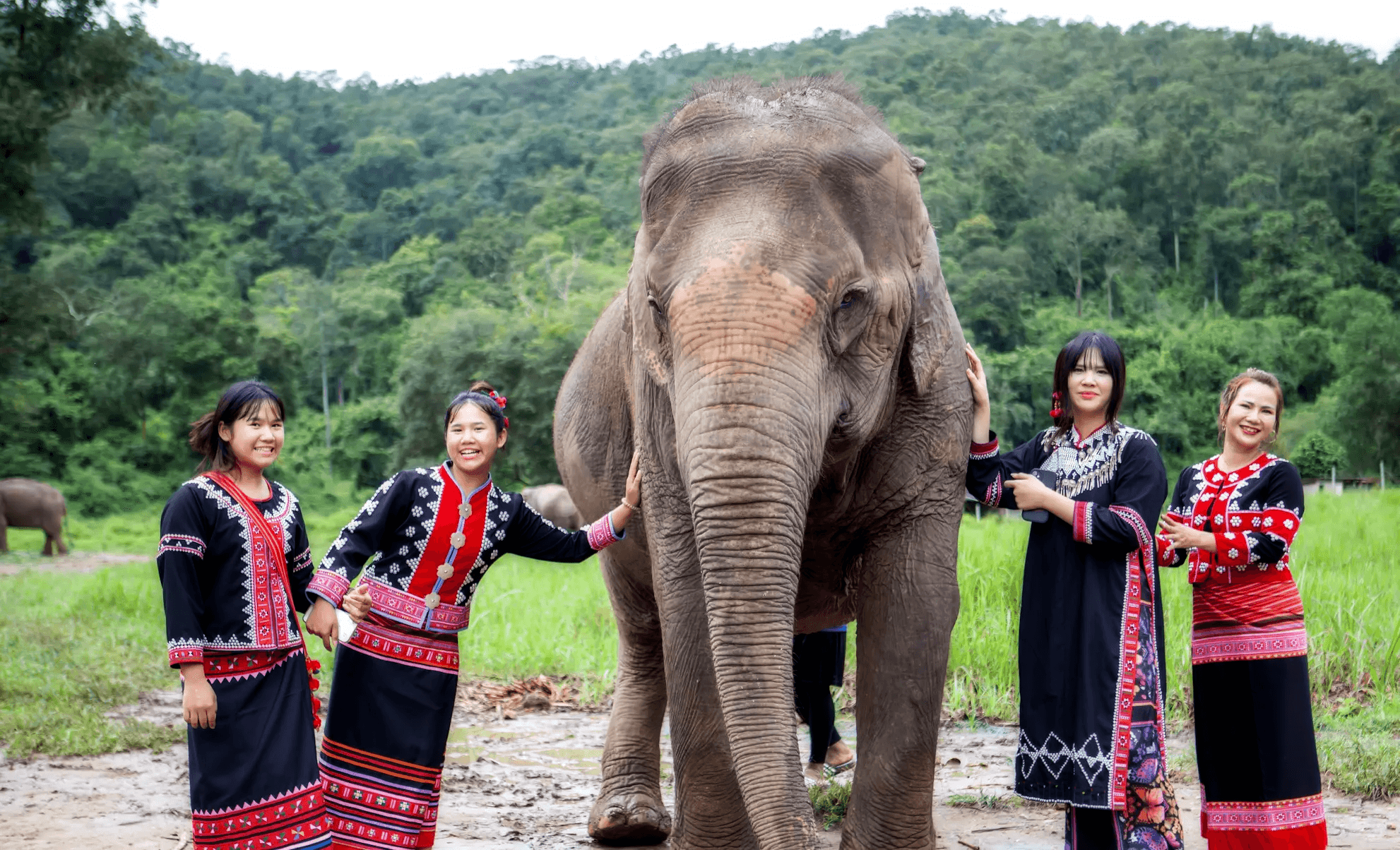 Connect with Elephants : Half-Day Care Experience Chiangmai