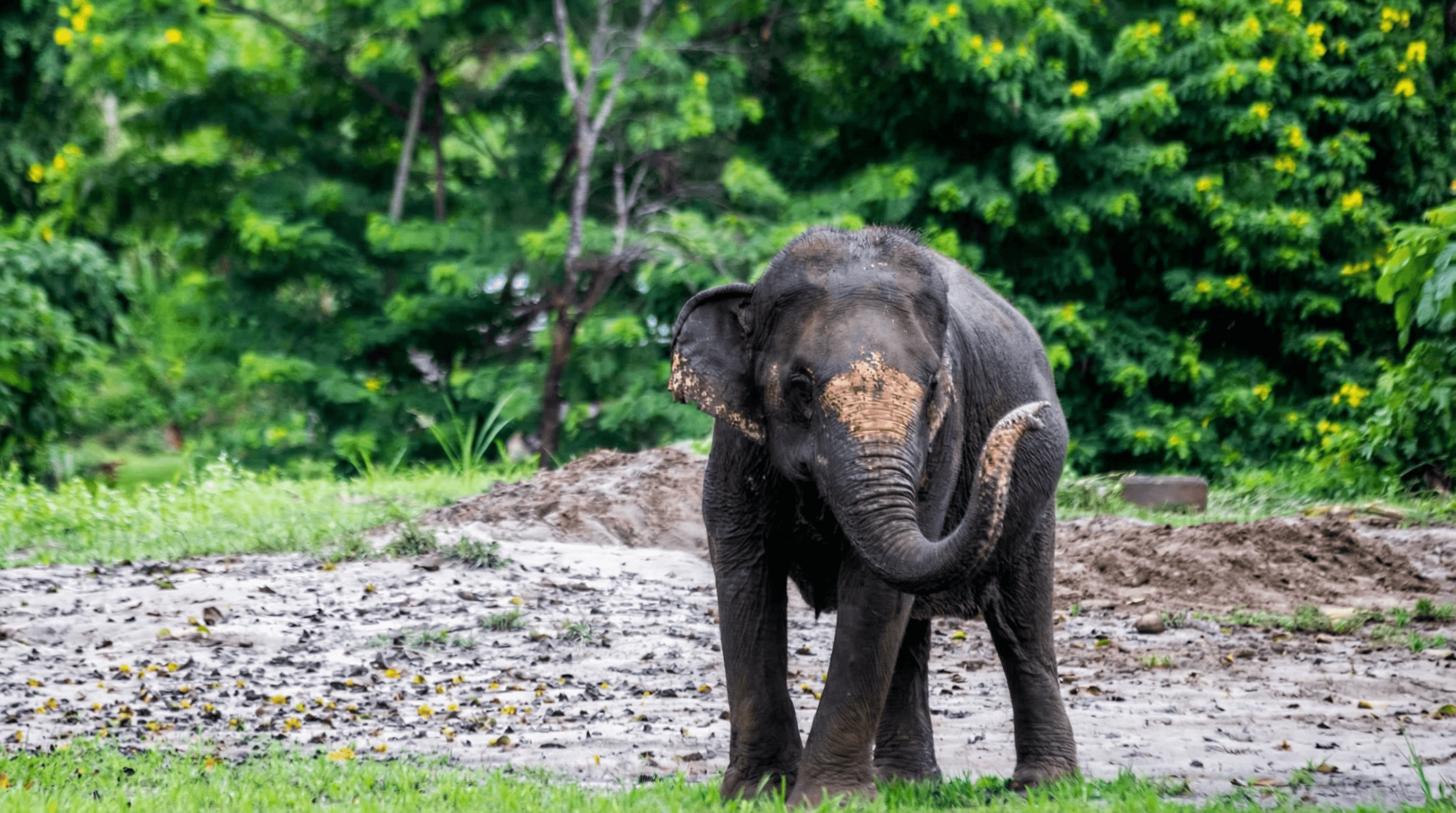 Chiangmai : Elephant Care & Jungle Adventure Experience