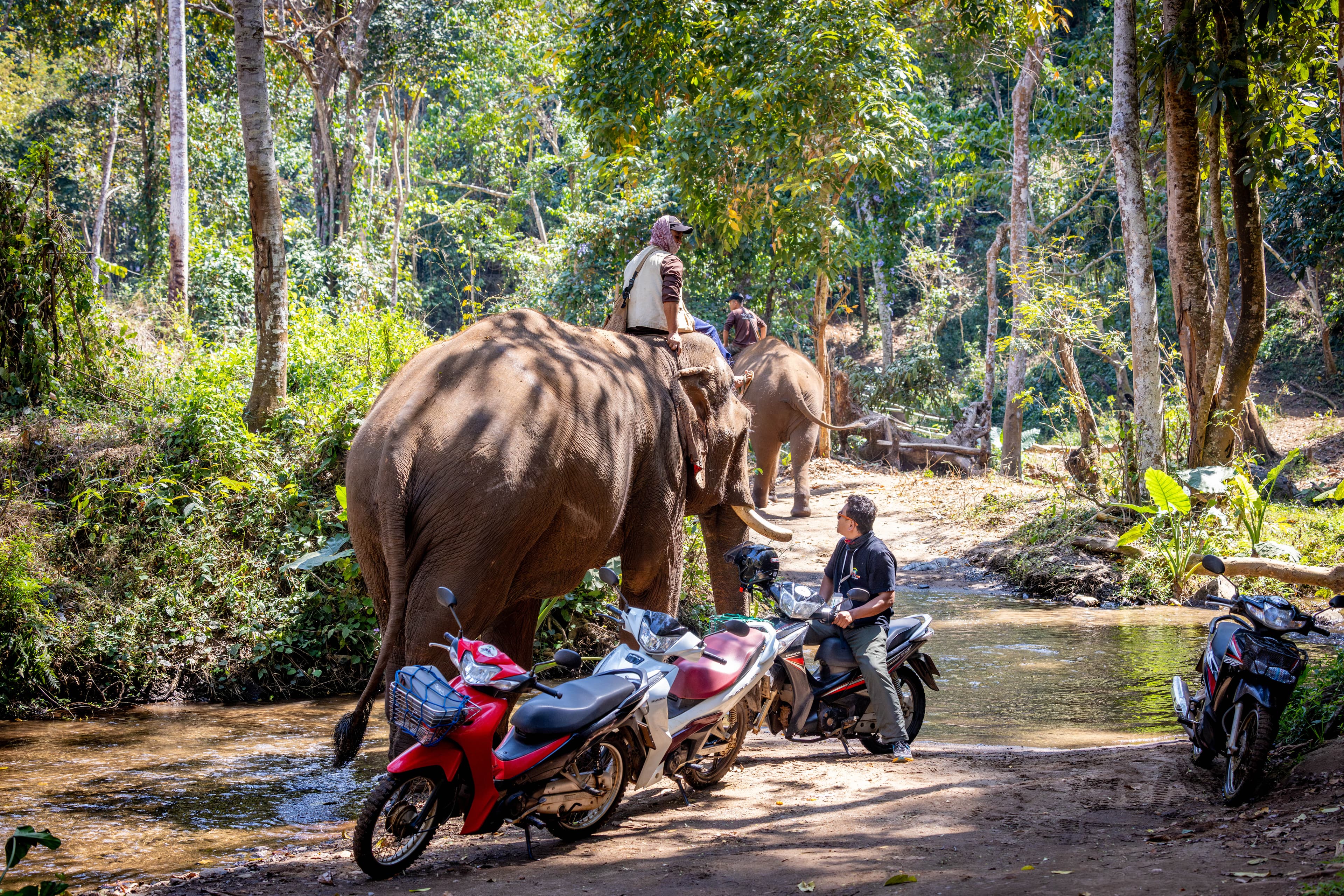 Scooter Adventure Elephants